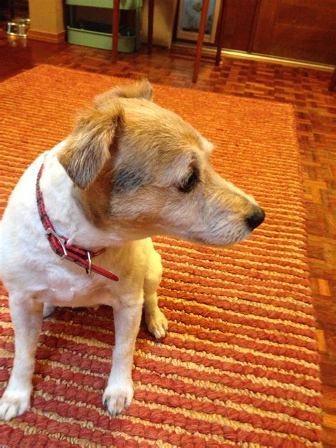 Rough Coat Jack Russel Terrier After A Nice Trim Haircut Jack