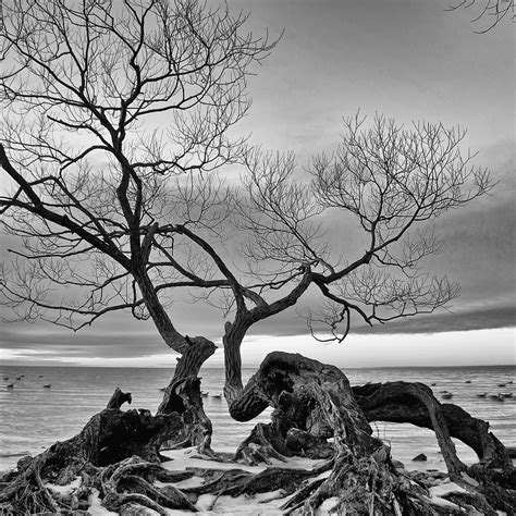 Black And White Tree Photograph By Andre Distel
