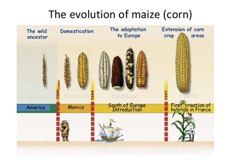 Early Plant Breeding From Wild To Domesticates A Trek To Evolutionary