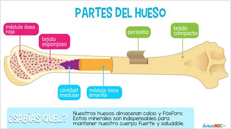 El Sistema óseo Árbol Abc