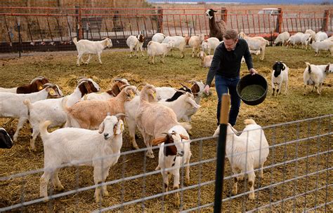 Thriving Utah Goat Farm Provides Halal Meat For Refugees The Seattle Times