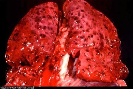 Life expectancy of dogs with lung cancer. Canine Lung Cancer Symptoms