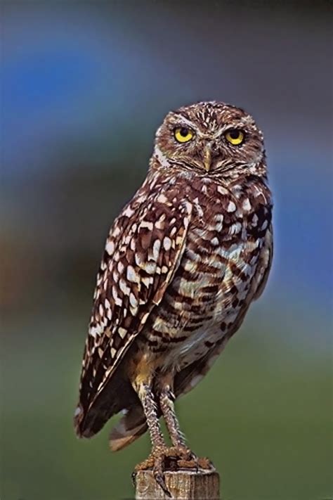 Fileburrowing Owl Wikimedia Commons