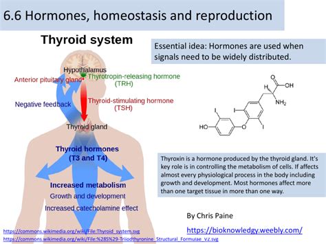 66 Hormones Homeostasis And Reproduction