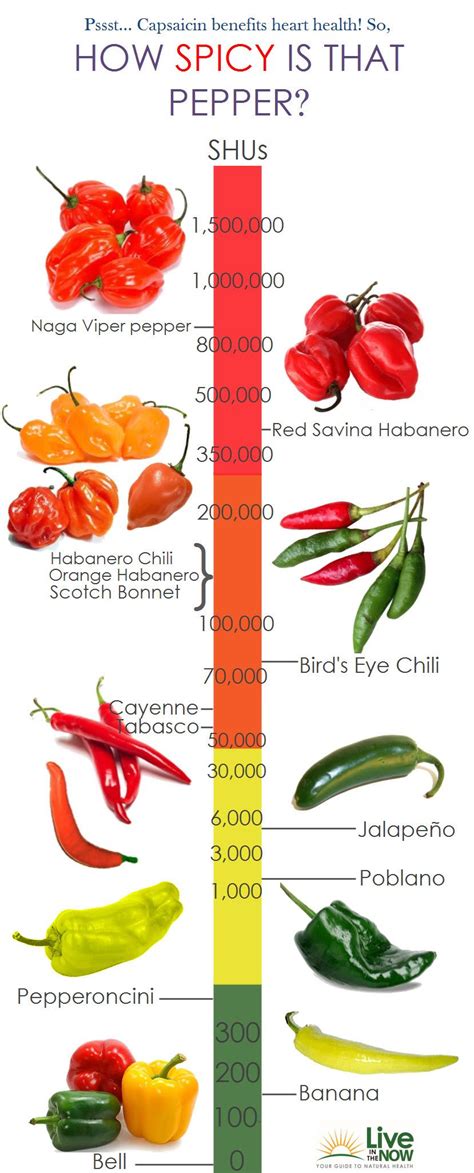 how spicy is that pepper infographic and capsaicin benefits heart health stuffed