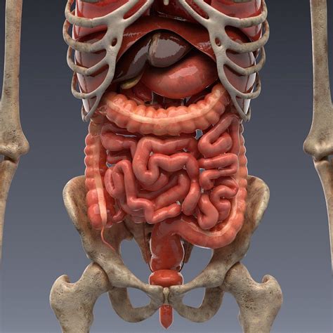 Animated Internal Organs Skeleton Human Body Anatomy Human Body Organs Body Anatomy