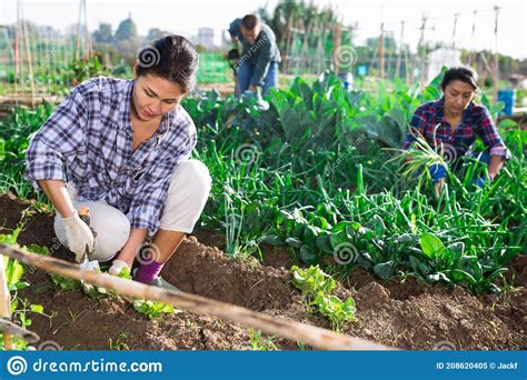 female farm worker working in farm field stock image image of woman agricultural 208620405