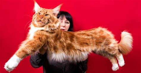 Discover The Largest Maine Coon Cat Ever A Z Animals