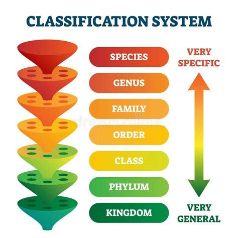 Classification System Vector Illustration Labeled Taxonomic Rank