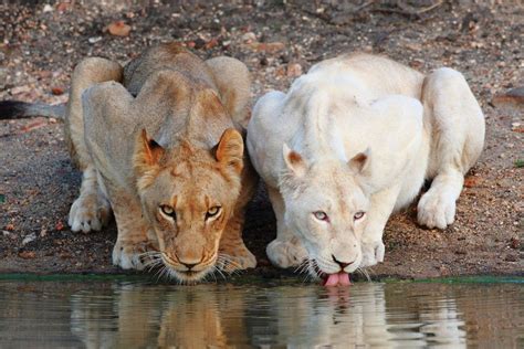 The Rare White Lions Of The Timbavati African Safari Consultants