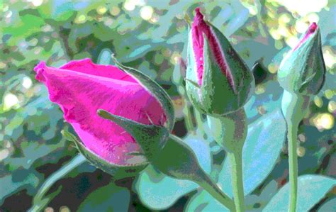 3 Pink Rose Buds Opening Photograph By Padre Art Fine Art America