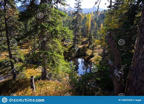 Beautiful Autumn Pine Forest Stock Photo Image Of Scenic Greenery