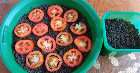 Grow Tomatoes From Fresh Tomato Seeds Easiest Method Ever