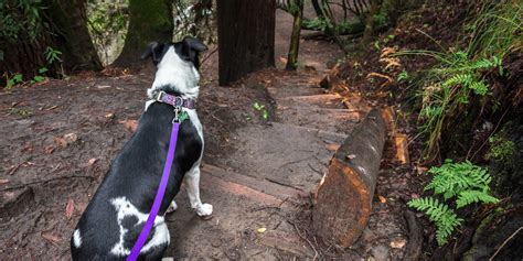 There is a pervasive sense of calm that makes park slope a relaxing place to come home to. Hiking Trails Near Me Allow Dogs | ReGreen Springfield