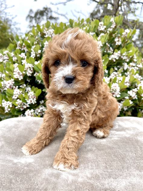 Cavoodle Puppies For Sale Melbourne Vic Designer K9 Breeders