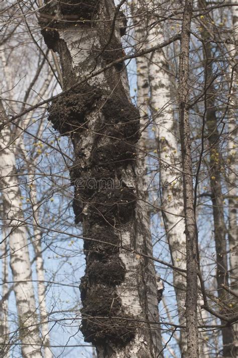Burl On Birch Tree Trunk Close Up Stock Photo Image Of Burr Knots