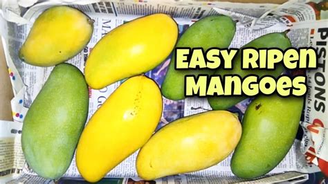 How To Ripen Raw Mango At Home Ripen Mangoes At Home Easy Ripen