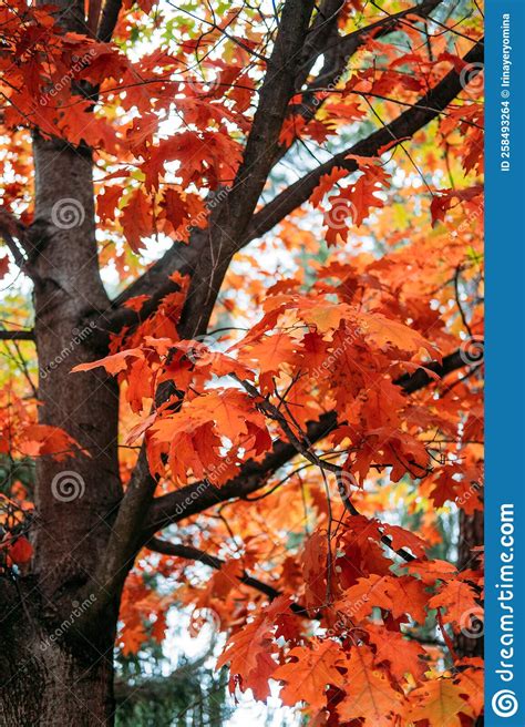 Beautiful Trees That Turn Red In Autumn Red Oak Quercus Rubra Tree