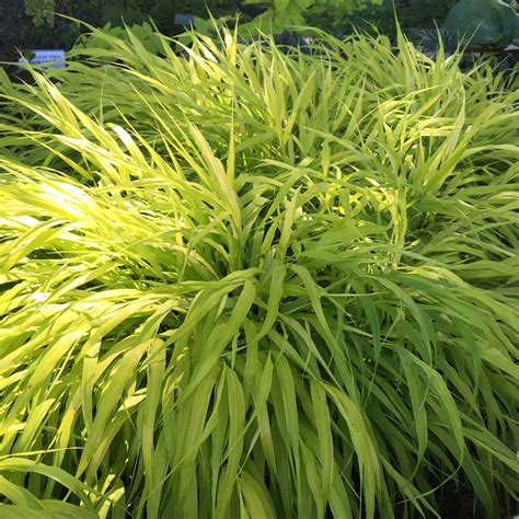 All Gold Japanese Forest Grass Plants For Sale Hakonechloa Macra