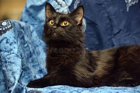 Black Fluffy Cat With Yellow Eyes Stock Image Image Of Beautiful