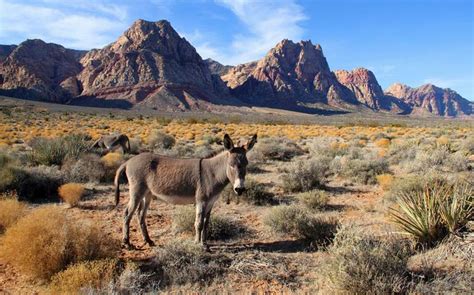 Search our henderson, nv phone book by phone number to get the owner's name, address, social media profiles and more! Bonnie Springs Ranch Las Vegas Day Trip Red Rock Canyon