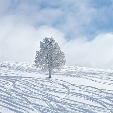 Bright Winter Snowy Tree White Land Field Ipad Air Wallpapers Free Download