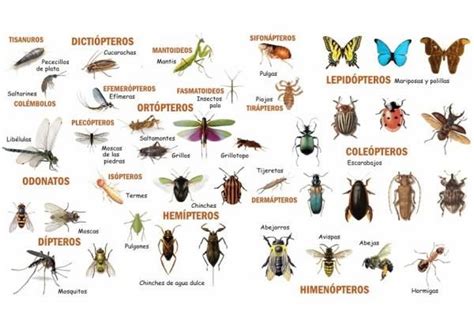 ClasificaciÓn De Los Insectos Taxonomía Esquema Y Características