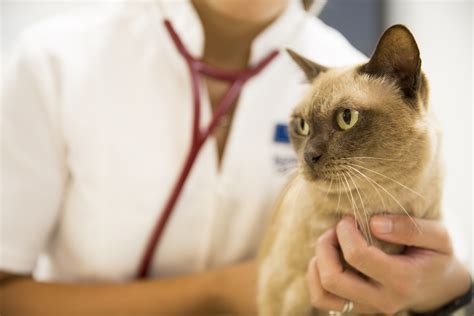 Pet Insurance Paddington Cat Hospital