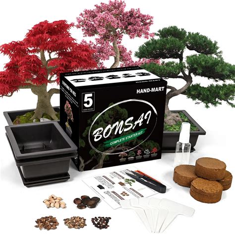 Buy Lerachel Bonsai Tree Starter Kit 5 Bonsai Tree With Complete