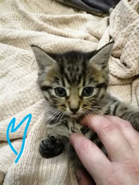 Tabby Kitten For Sale In Sandwell West Midlands Gumtree