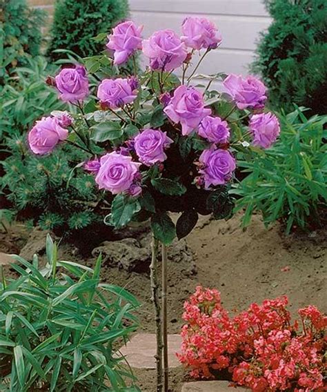 Best Flowering Dwarf Trees Plantingtree