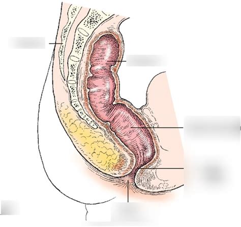 Sagittal Section Showing Direction Of Anal Canal And Rectum Diagram Quizlet