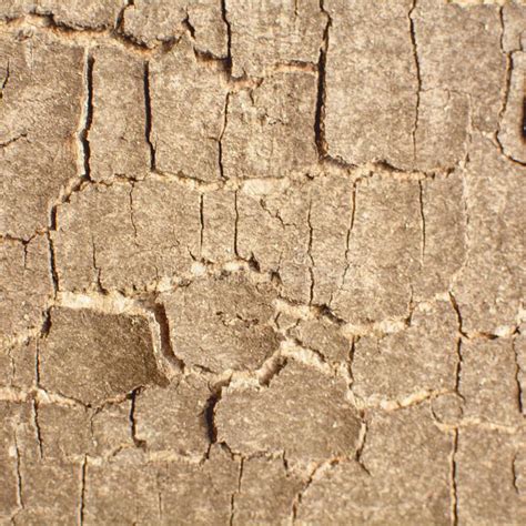 Beautiful Structure Of The Bark Of A Large Tree Close Up Stock Image