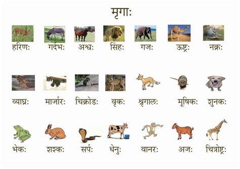 Sanskrit animations, sanskrit vedios, sanskrit cartoon network, sanskrit knowledge with dr. Birds Images With Name In Sanskrit | Imaganationface.org