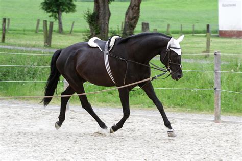 How To Lunge A Horse Properly How To Lunge A Horse Properly Reverasite