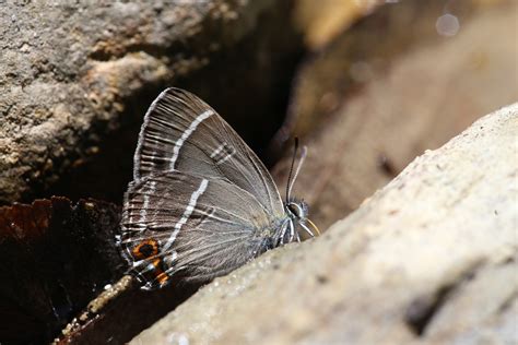 臺灣蝴蝶誌 Butterflies In Taiwan 台灣鐵灰蝶玉山長尾小灰蝶 Teratozephyrus Yugaii Kano