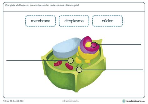 Citoblog has uploaded 26 photos to flickr. Ficha de partes de la celula vegetal para primaria - Mundo ...