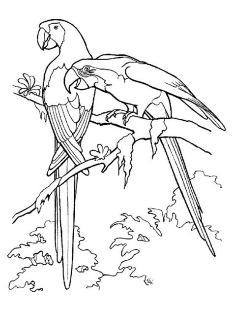 Rainforest Birds Coloring Pages Biological Science