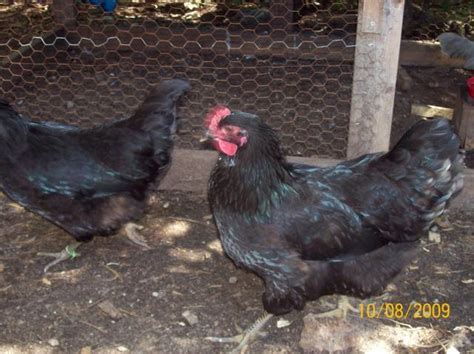 Black And Blue Jersey Giant Chicks