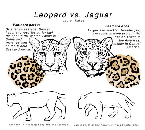 Lista 97 Imagen De Fondo Diferencias Entre Jaguar Leopardo Y Guepardo