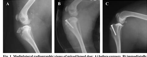 Figure 1 From Avulsion Fractures Of The Tibial Tuberosity In A Cat And