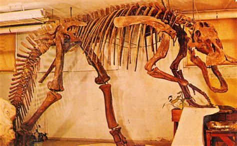 Hadrosaur Ossified Tendons