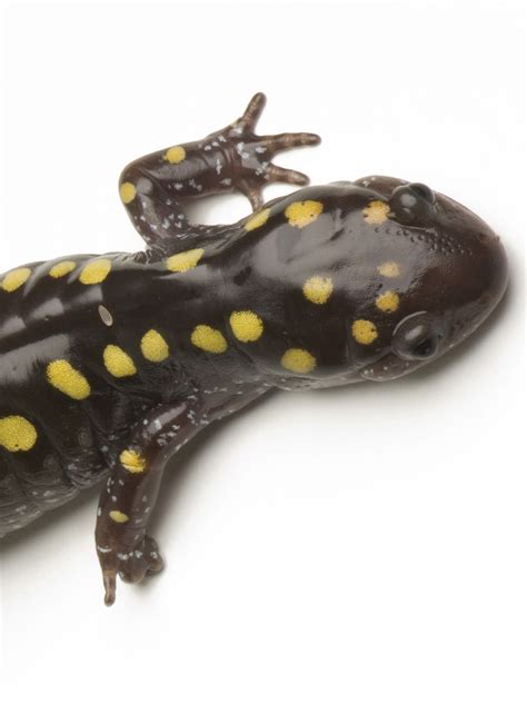 Water Pet Salamanders