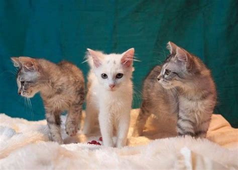 Orphaned Kitten Siblings Wrap Their Bodies Around Their Trembling