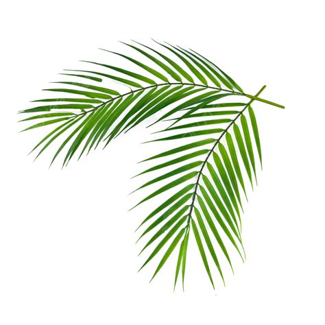 Palm Leaf Png Transparent Images Png All