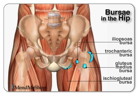 The hip flexors are the muscles located on the front of the hip, just above the thighs. The Story of My Leg: Iliopsoas bursitis. Or, the thing that happens to my leg.