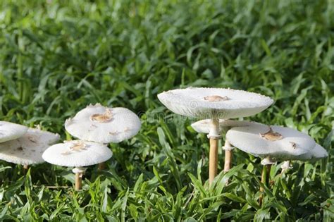 White Mushroom Grow On Grass Stock Image Image Of Garden Summer