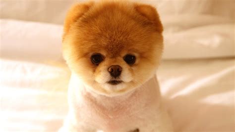 Check spelling or type a new query. Pomeranian Puppies: A Shameless "AAaaahhhh CUTE!" Post • Lazer Horse