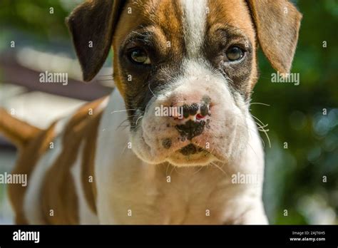 Boxer Dog Face Close Up Hi Res Stock Photography And Images Alamy
