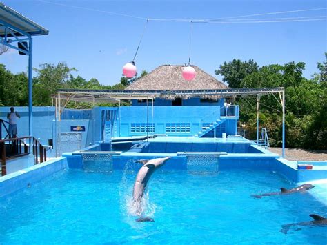 Founded in 1996, manatí park is the home of the largest animal collection in the country. Bild "Delphine" zu Manati Park Bavaro in Punta Cana